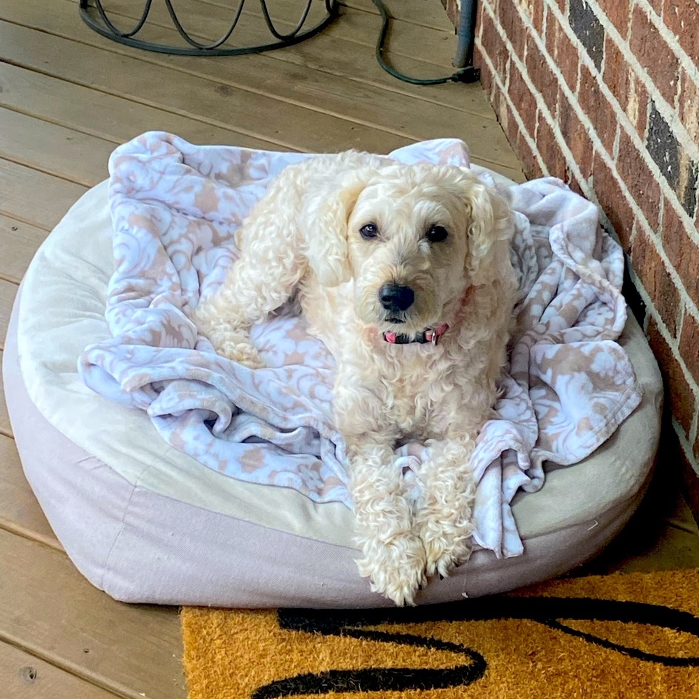 Meet your Posher, Alexa